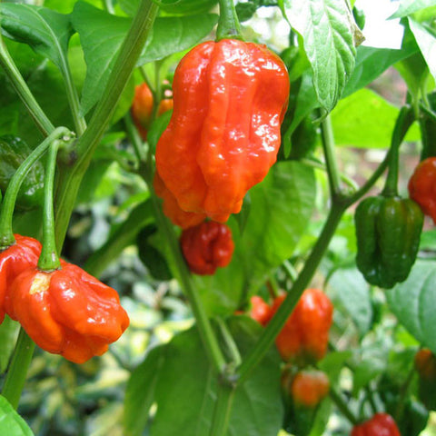 Chilli Seeds
