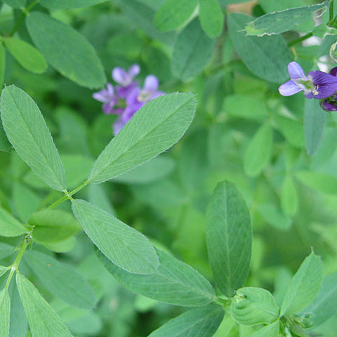 Green Manure Seeds