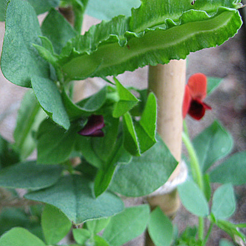 Asparagus Pea Seeds