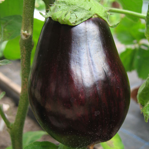Aubergine Seeds