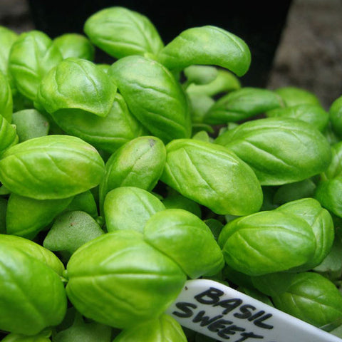 Basil Seeds