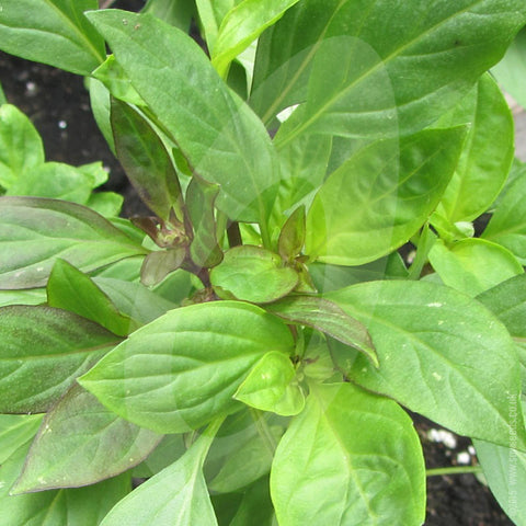 Herb Seeds