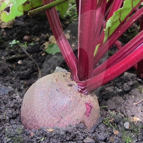 Beetroot Seeds