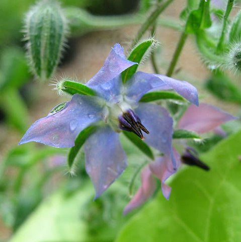 Edible Flower Seeds