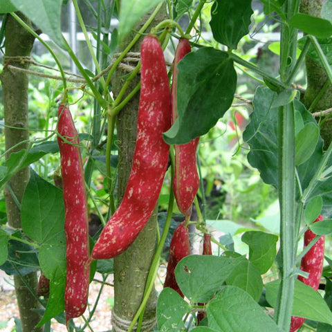 Borlotti Bean Seeds