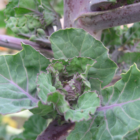 Flower Sprout Seeds