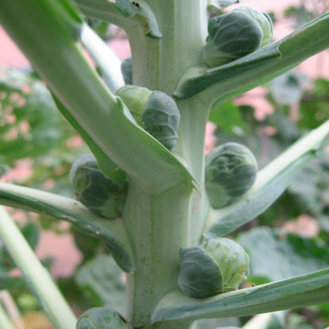 Brussels Sprout Seeds
