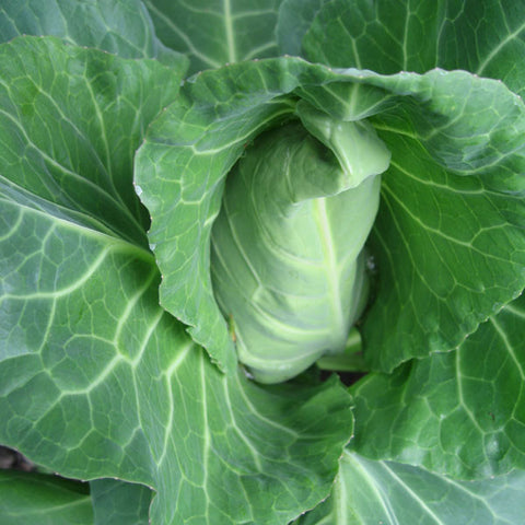 Cabbage Seeds
