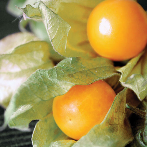 Cape Gooseberry Seeds
