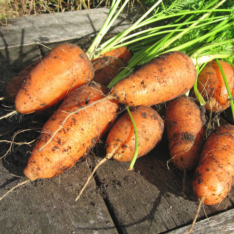 Carrot Seeds