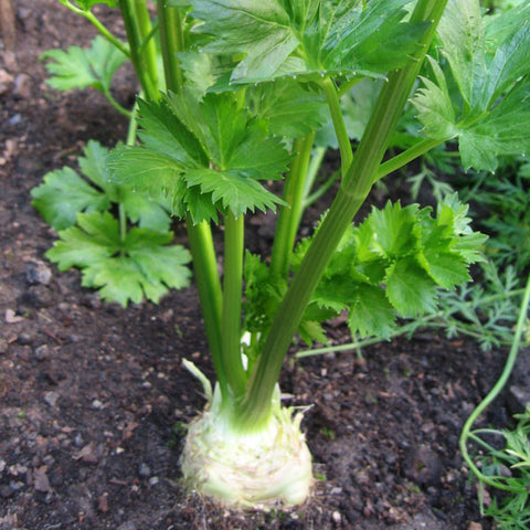Celeriac Seeds
