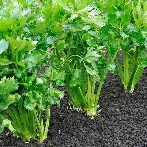 Celery Seeds