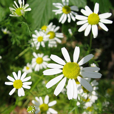 Seeds for Companion Planting