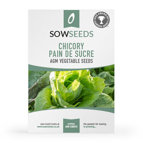 chicory pain de sucre agm vegetable seeds 