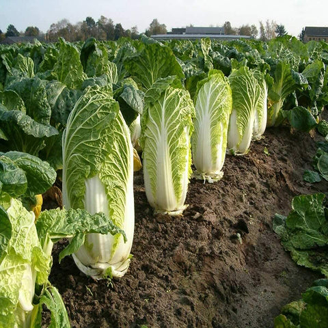 Chinese Cabbage Seeds