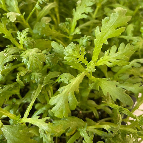 Chopsuey Greens