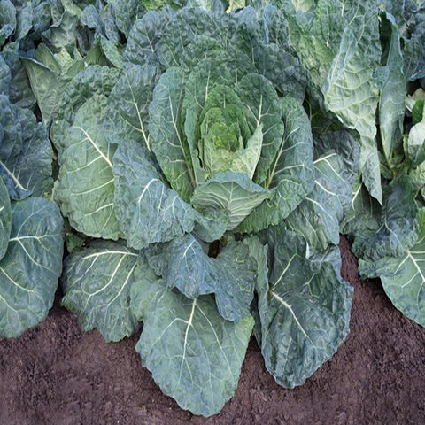Collard Greens Seeds