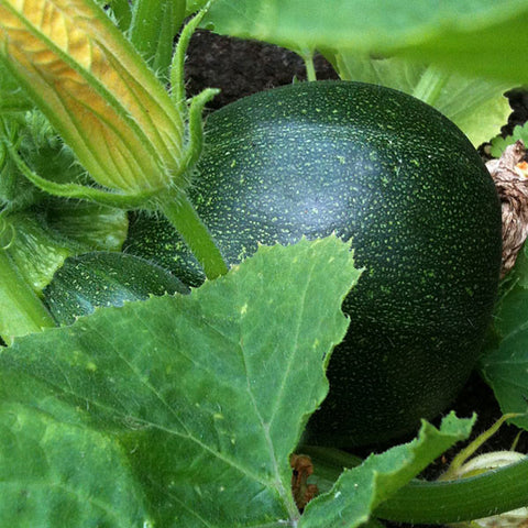 Courgette Seeds
