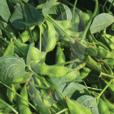 Edamame Beans Seeds