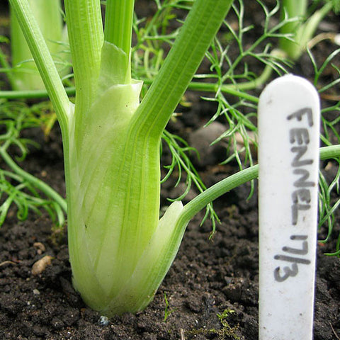 Florence Fennel Seeds