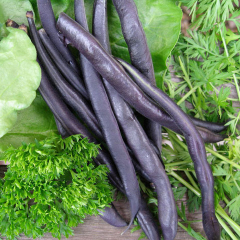 French Bean Seeds