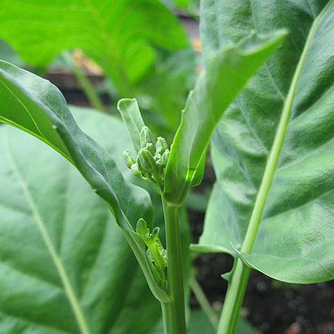 Kailan Kichi Seeds