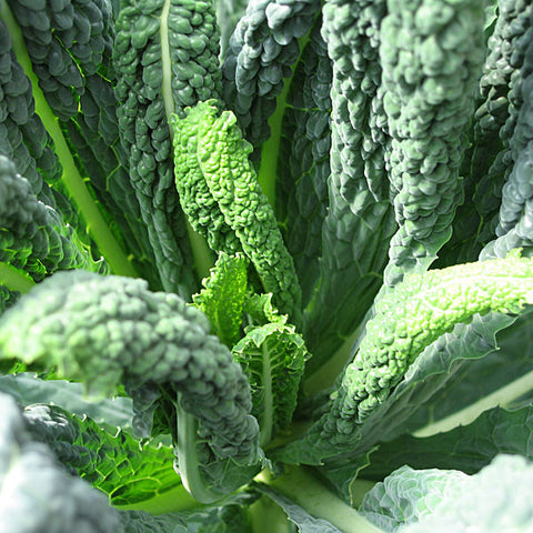 Kale Seeds