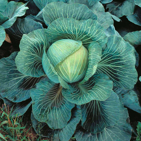 Club Root Resistant Seeds