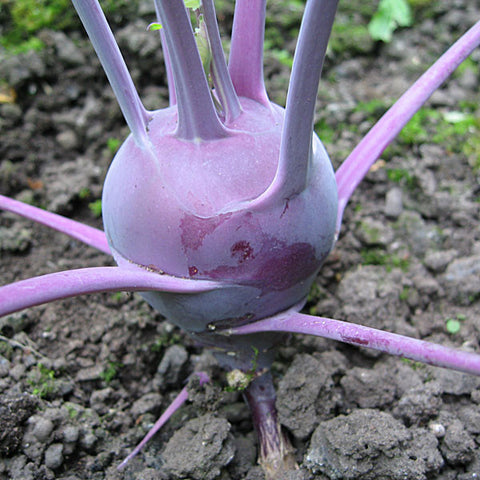Kohl Rabi Seeds