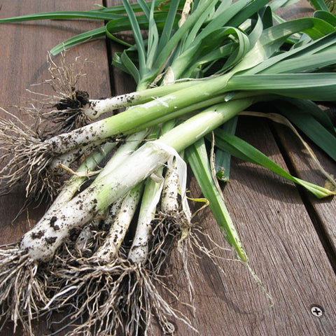 Leek Seeds