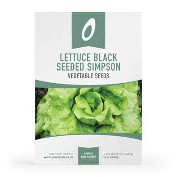 Lettuce Black Seeded Simpson Seeds