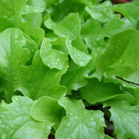 Salad Leaf Seeds