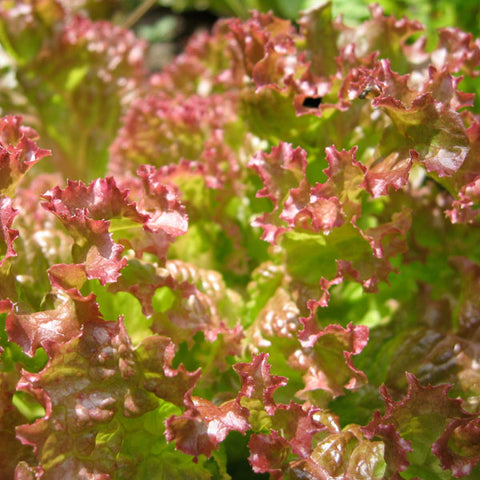 Lettuce Seeds