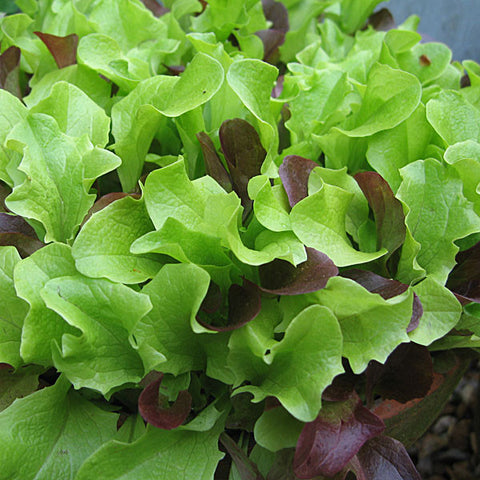 Vegetable Seeds