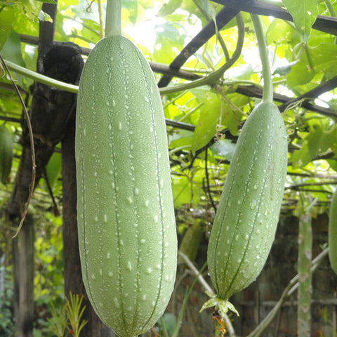 loofah luffa cylindrical vegetable seeds