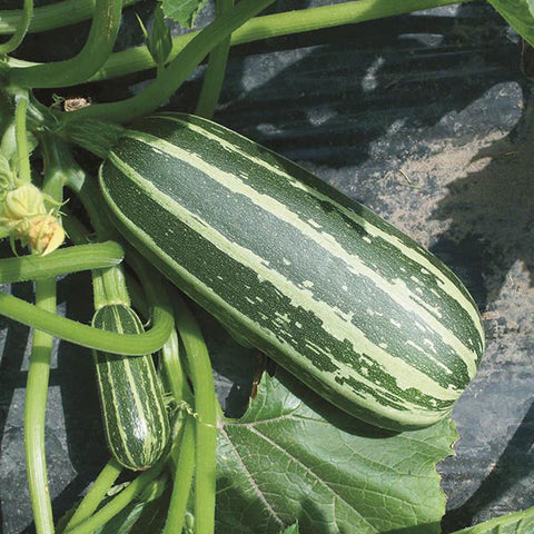 Marrow Seeds