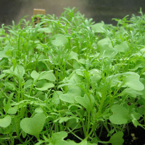 Microgreens Seeds