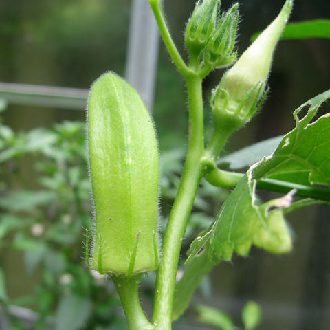 Okra Seeds