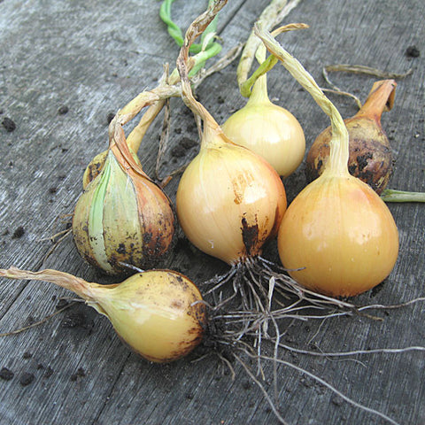 Onion Seeds