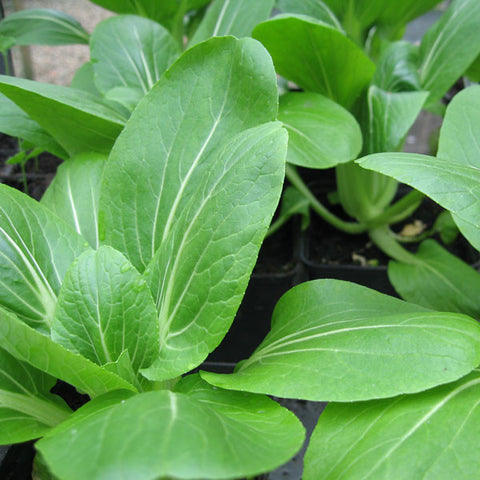 Pak Choi Seeds