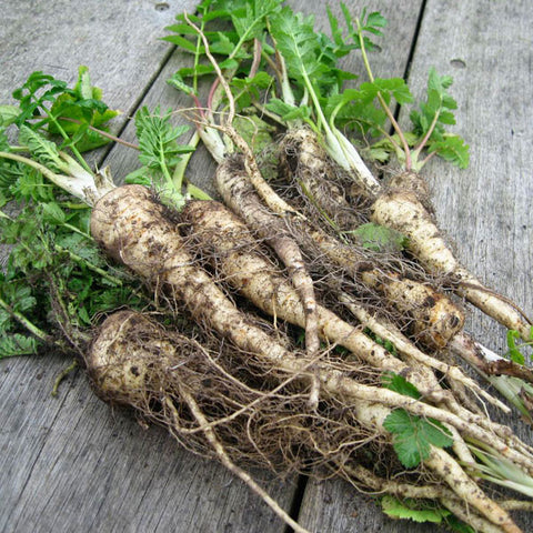 Parsnip Seeds