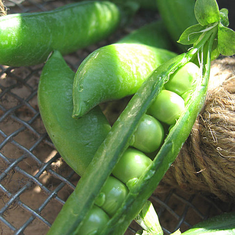 Pea Seeds