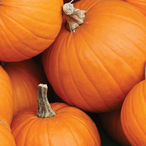 Pumpkin Seeds