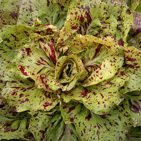 Chicory (Radicchio) Seeds