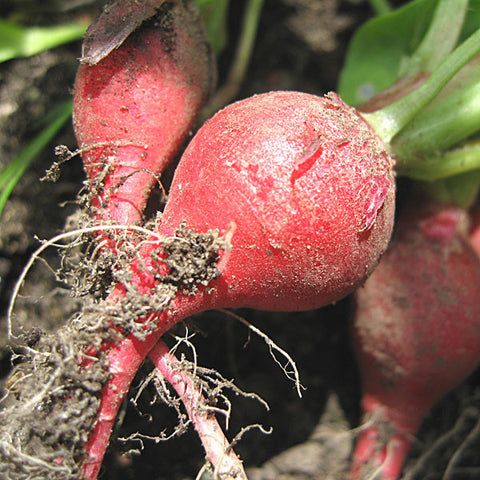 Radish Seeds