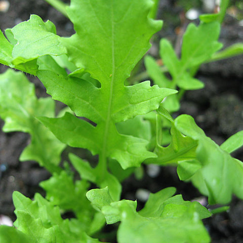 Rocket Seeds