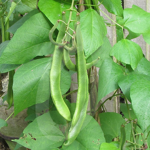 Runner Bean Seeds