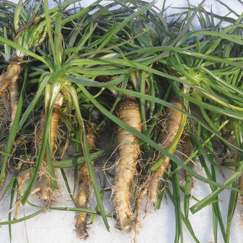 Salsify Seeds