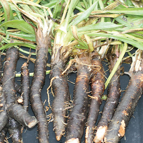 Scorzonera Seeds