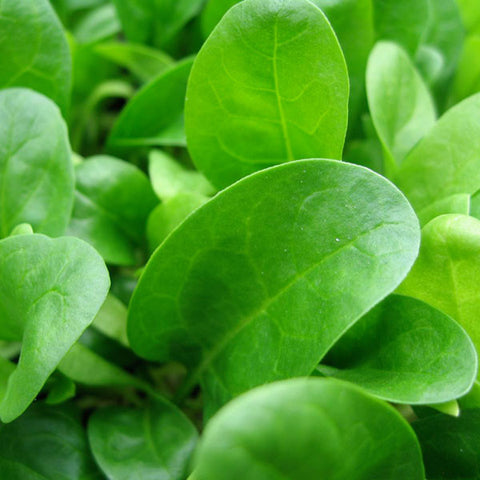 Spinach Seeds